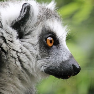 lemur-janna-peat-unsplash