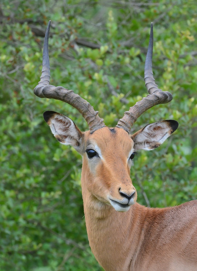 avatar-impala
